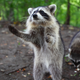 raccoon standing up and begging for food